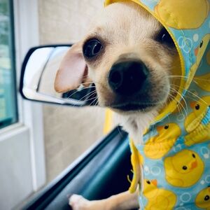 Meet your Posher, Annie